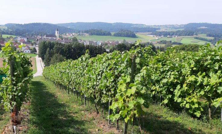  (Foto: Weinhof Dikany)