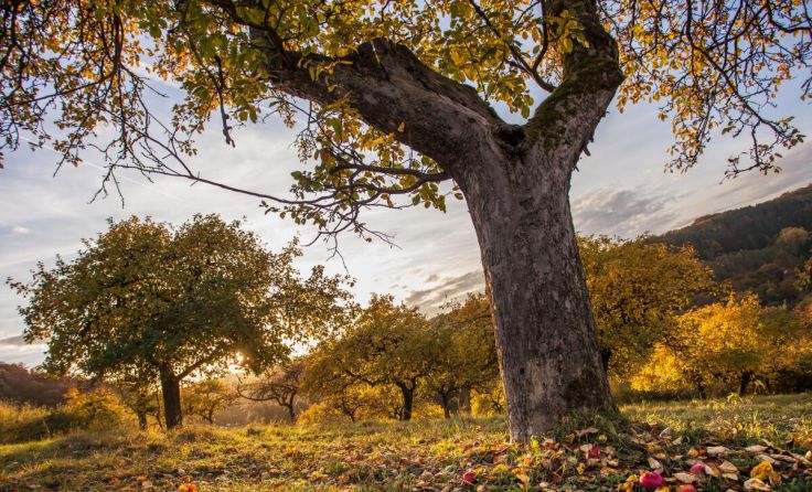 Vielfalt auf kleinem Raum: Streuobstwiesen (Foto: Alice_D - stock.adobe.com)