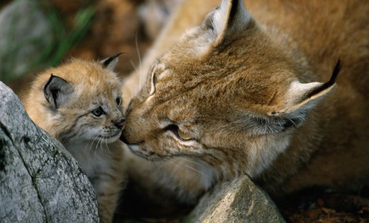 Die Hoffnung auf Jungtiere ist auch heuer groß. (Foto: Staffan Widstrand / WWF)