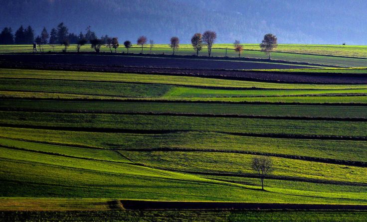 Es grünt so grün im Bezirk Rohrbach. (Foto: Weihbold)