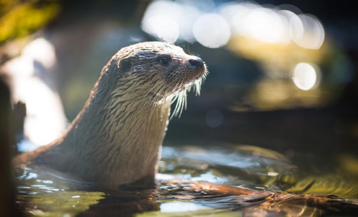 Der WWF springt für den Fischotter in die Bresche. (Foto: lightpoet - stock.adobe.com)