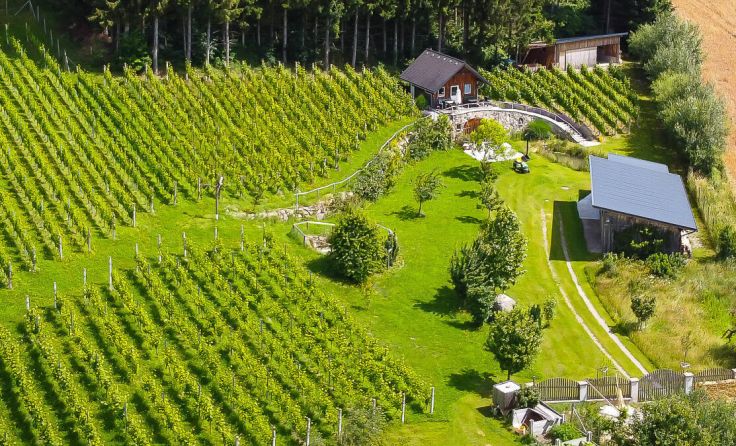 Weinberg Kriegner in Putzleinsdorf (Foto: privat)