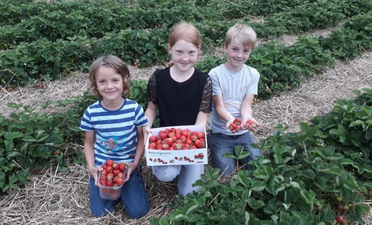 Fabiola, Leonhard und Johannes Thaller freuen sich über viele süße Erdbeeren. (Foto: privat)