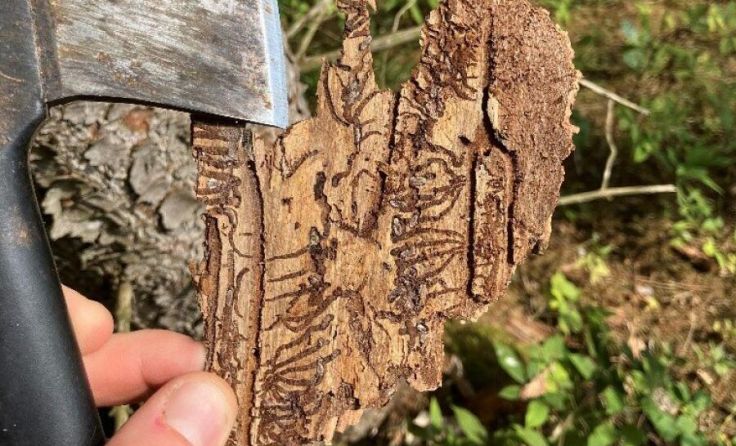 Fraßgänge unter Rinde (Foto: BH Rohrbach/Köppl)