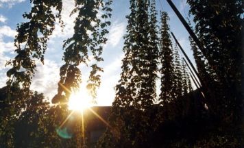 Ein Hopfenjahr fast wie im Bilderbuch