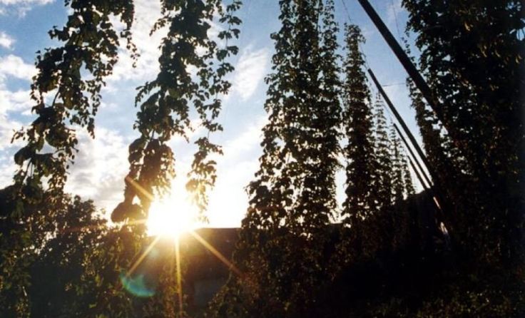 Der Mühlviertler Hopfen gedieh im Vorjahr prächtig. (Foto: Volker Weihbold)
