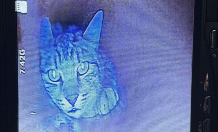 Die Rohrkamera zeigt die festsitzende Katze. (Foto: THG)