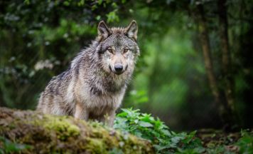 Mehr Wölfe im Bezirk Rohrbach: Bedenken wachsen