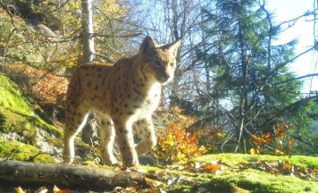 Der Luchs bleibt im Mühlviertel ein seltener Gast