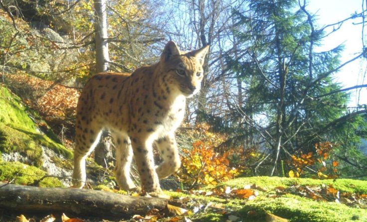 Mithilfe von Fotofallen gelingen gute Aufnahmen der Luchse. (Foto: Thomas Engleder)