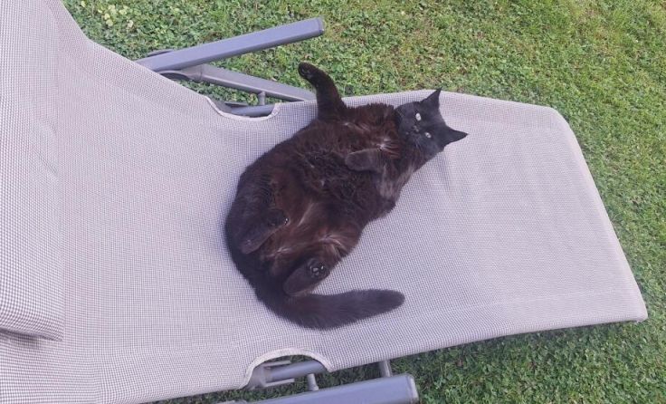 Katze Paula fängt wertvolle Mäuse. (Foto: privat)
