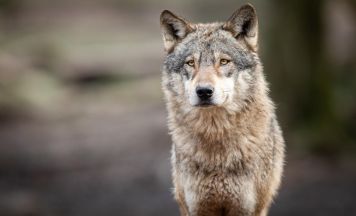 Wolfssichtungen in Peilstein und Ottenschlag geben Anlass zu erhöhter Aufmerksamkeit