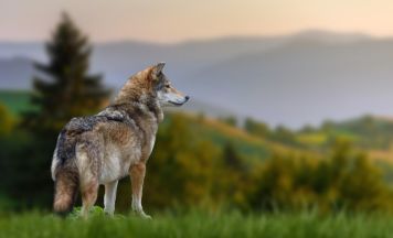 Wolf bei Peilstein zum Abschuss freigegeben