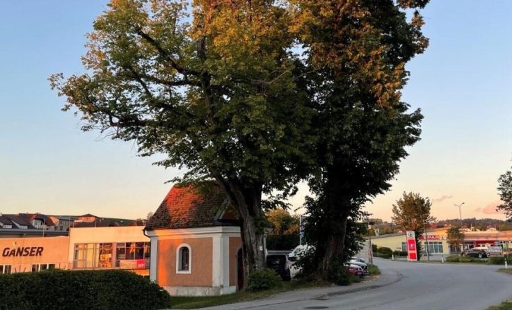 Die beiden Linden im Ortszentrum von St. Peter sind gefährdet. (Foto: privat)