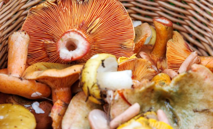 Heimische Pilze besser kennenlernen (Foto: Dina Ivanova - stock.adobe.com)