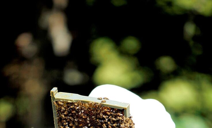 Der Einsatz der Imker für ihre Bienen ist heute wichtiger denn je. Foto: Weihbold