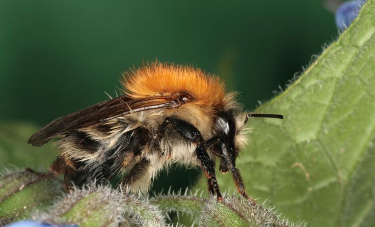 Hummeln und Wildbienen im Mittelpunkt Foto: Limberger