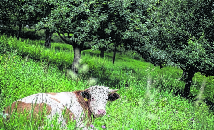 Ihre Milch ist seit gestern weniger wert. Foto: Weihbold