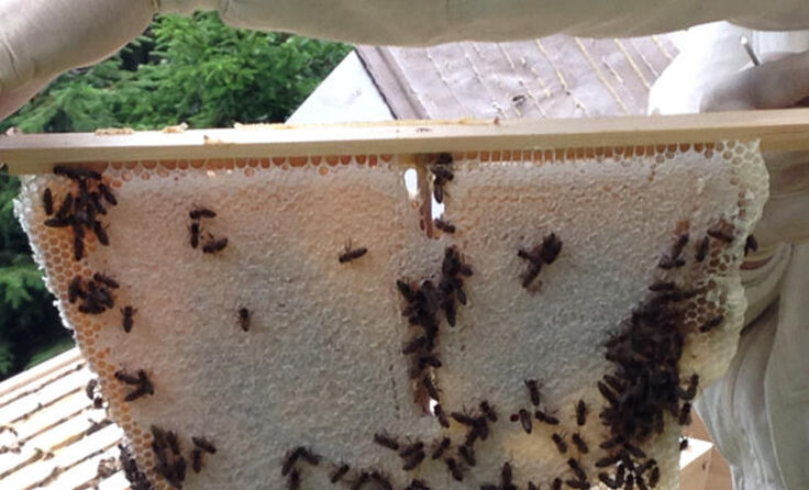 Naturwabe in der Bienenwiege