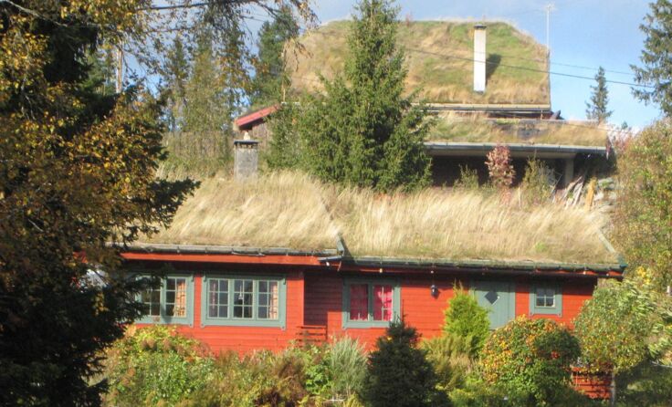 Grüne Dächer, grüne Wände, grüne Parkplätze sind neue Lebensräume. Foto: Momidor