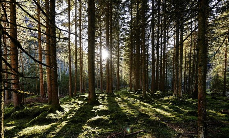 Trockenheit und Hitze waren eine Herausforderung für den Wald. Foto: BMLFUW/Alexander Haiden