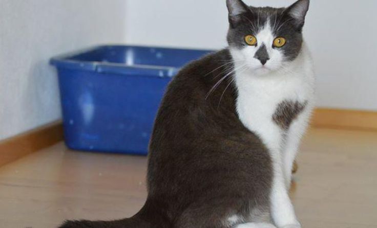 Wer Kater Simba entdeckt, soll sich bitte melden.