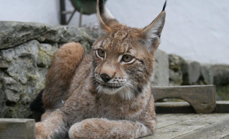 Auf leisen Sohlen und sehr langsam kehrt der Luchs zurück in den Böhmerwald. Foto: Gahleitner