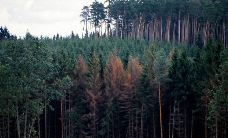 Ein allzu bekanntes Bild: Käferbäume in den heimischen Wäldern. Foto: Michael Reh