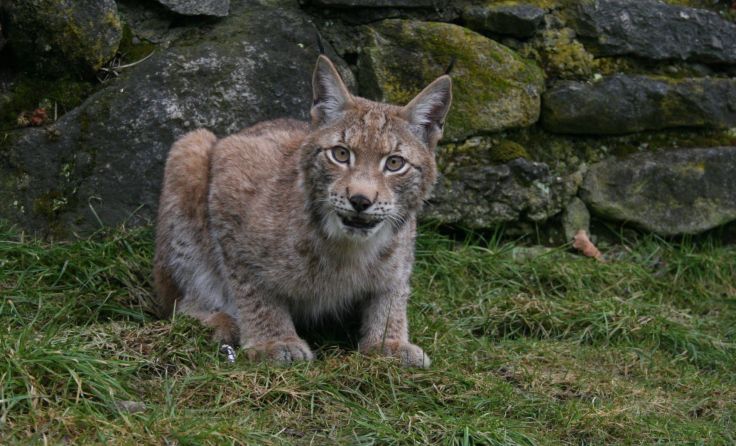 Der Samstag Abend ist in Vorderweißenbach dem Luchs gewidmet. Foto: Gahleitner