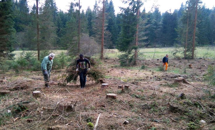 Elf Asylwerber räumten eine Ökofläche im Böhmerwald auf. Foto: Julia Kropfberger