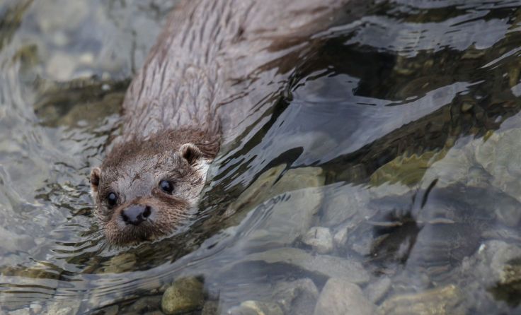 Gibt es zu viele Fischotter? – und wieviel ist eigentlich zu viel? Foto: Weihbold