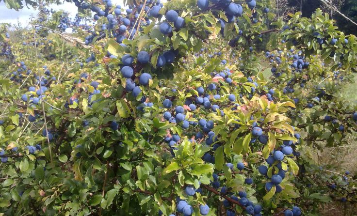 Das weite Feld der Obstsorten kann man beim Vortrag am Freitag entdecken. 