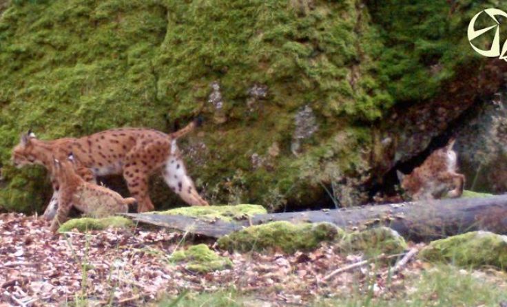 Luchsin Jiskra mit ihren zwei Jungen Foto: ALKA Wildlife 2016 