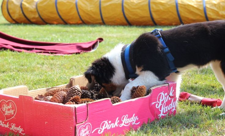 Hunde aller Rassen und jeden Alters sind beim Frühjahrskurs willkommen. Foto: SVÖ Rohrbach-Berg