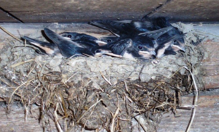 Rund um Haslach lebt man mit Glücksbringern unter einem Dach. Foto: önj Haslach