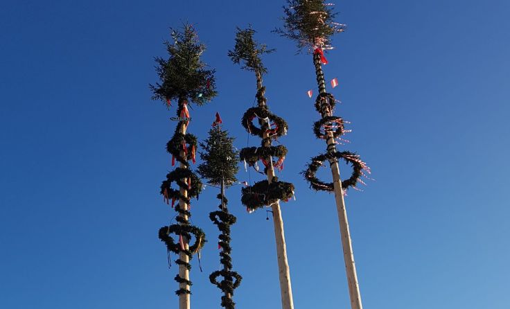 Nur einer der gestohlenen Maibäume, die in Oberfeuchtenbach stehen, wird auch ausgelöst.