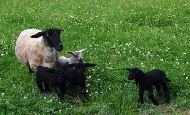 Gleich vier kleine Lämmchen ergänzen die Schafherde der Familie Hinterleitner.