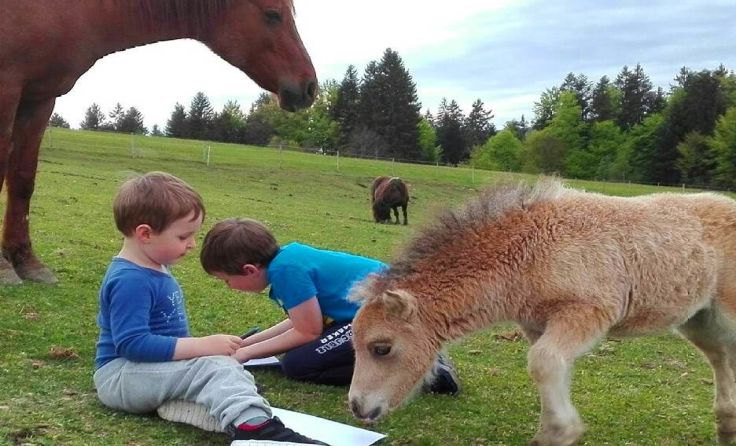 Auch Jan (7) und Tobias (3) gefällt das Lernen inmitten der Pferde.