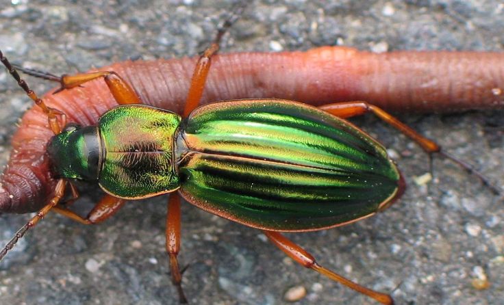Schillernder Nützling im Garten: der Goldlaufkäfer  Foto: Soebe/wikimedia.org 