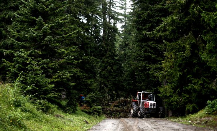 Beim Aufarbeiten von Schadholz passierte der Unfall. Symbolfoto: Weihbold