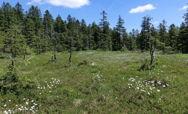 Typisches Fichtenhochmoor im Böhmerwald Foto: Springer