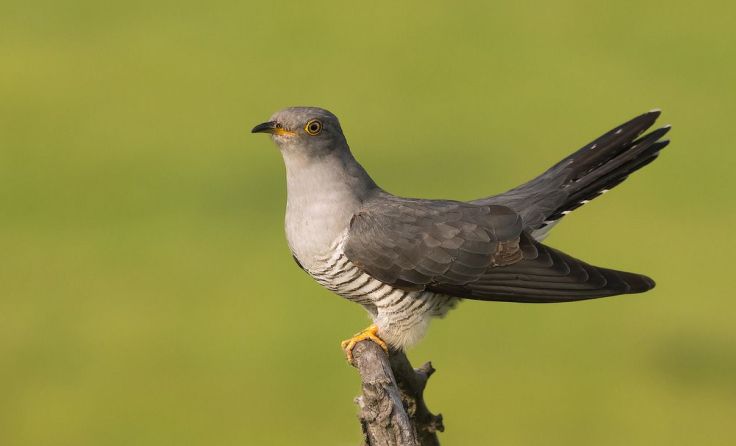 Kuckucke sind wieder auf der Suche nach Pflegeeltern. Foto: Christina Mayer