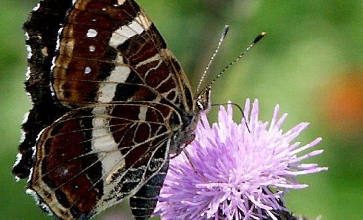 Schmetterlinge fliegen auf Brennnesseln – wie etwa das Landkärtchen. Foto: Werner Proksch