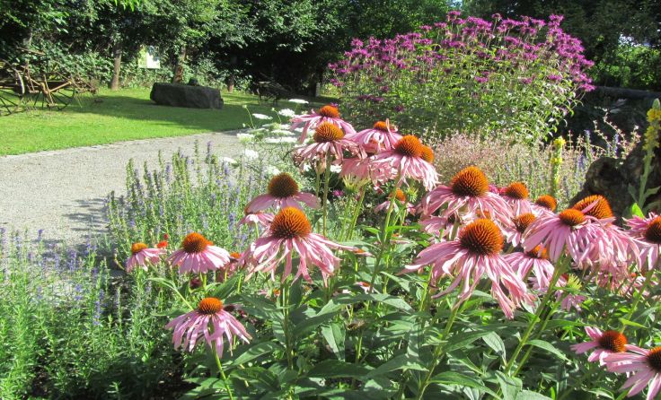 Der Bio-Heilkräutergarten in Klaffer steht in voller Blüte.