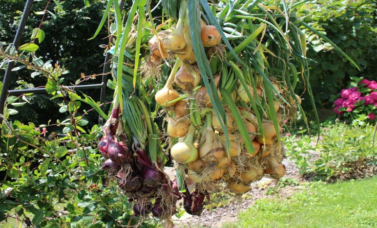 Zu viele Äpfel, Birnen, Zwiebel oder Kräuter geerntet? Teilen ist die Lösung. Foto: Pusch