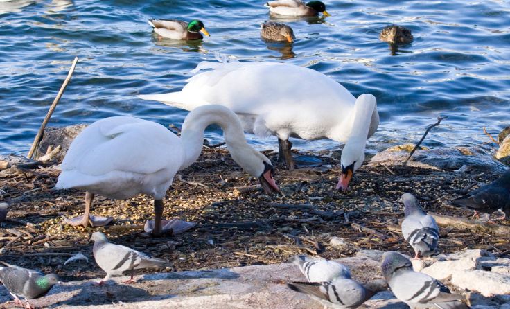 Wasservögel brauchen kein zusätzliches Futter durch Menschenhand. Foto: Deschka