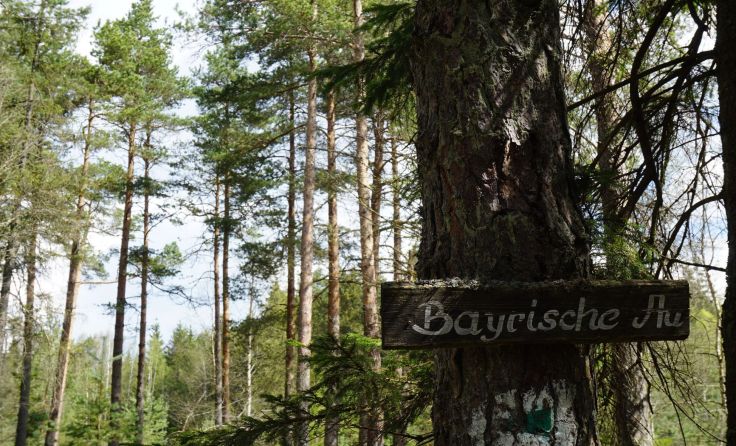 Die Bayrische Au wird heuer wieder begehbar gemacht. Foto: Gahleitner