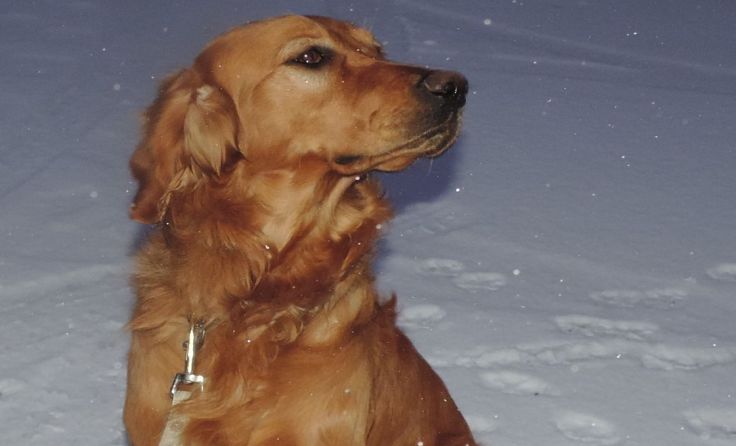 Diese Setter-Rüde wartet in Neufelden auf seinen Besitzer. Foto: Jerzö