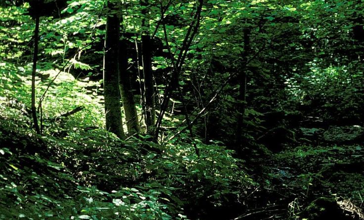 Naturbelassenene Schluchtenwälder zeichnen das Mühltal aus. Foto: Land OÖ/Michael Strauch