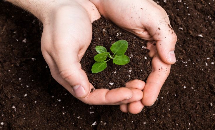 Kompost ist wichtiger Nährstofflieferant für Pflanzen. Foto: FabrikaSimf/Shutterstock.com